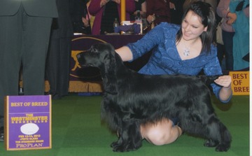 darcy grace westminster 2012 cut