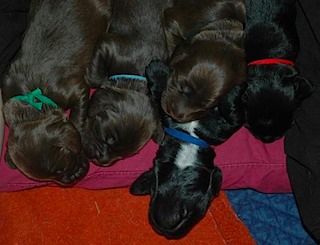 Puppies_1week