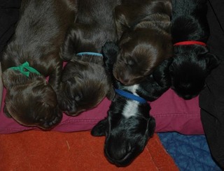 Puppies_1week